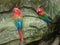 Closeup to a two beautiful and colored young macaws over a mossy rocks