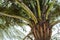 Closeup to a vibrant green fern palm tree steam with branches and leaves