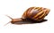 Closeup to Walking Bulimoild Conical Snail, Isolated