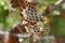 Closeup to a wasp nest surrounded by various wasps and leaves