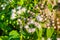 Closeup to White Bitter Bush, Siam Weed [Ageratum conyzoides Linn.]