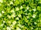 Closeup to White and Yellow Bluewings/ Wishbone Flower/ Torenia Fournieri Lind. ex Fourn./ Scrophulariaceae Background