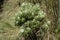 Closeup to a wild diplostephium specimen plant at colombian badland