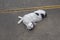 Closeup to a young spoiled white and black cat playing laying down in the street