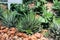 Closeup to Zebra/ Haworthia Fasciata and Attenuata, Succulent and Arid Plant