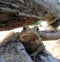 Closeup of a Toad Bufonidae Resting in a Hiding Place on A Log in the Forest