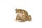 Closeup Toad Isolated on white