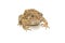 Closeup Toad Isolated on white