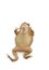 Closeup Toad Isolated on white