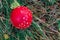 Closeup of toadstool mushroom, called Amanita muscaria or fly agaric