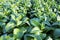 Closeup Tobacco farm agriculture harvest
