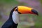 Closeup of a Toco toucan in the Pantanal, Mato Grosso do Sul, Brazil.