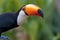 Closeup of a Toco toucan in the Pantanal, Mato Grosso do Sul, Brazil.