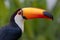 Closeup of a Toco toucan in the Pantanal, Mato Grosso do Sul, Brazil.