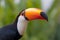 Closeup of a Toco toucan in the Pantanal, Mato Grosso do Sul, Brazil.