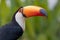 Closeup of a Toco toucan in the Pantanal, Mato Grosso do Sul, Brazil.