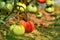 Closeup on tomatoes in a greenhouse