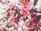 Closeup toned image of beautiful japanese sakura cherry tree at sunset