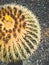 Closeup toned image of old blossoming cactus growing on the vblack volcanic rocks in desert