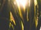Closeup toned image of sun riding over agava plant or aloe