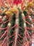 Closeup of top cactus ferocactus with red spikes