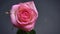 Closeup top down shoot of light beautiful pink rose with raindrops on its petals with the background isolated on dark