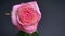 Closeup top down shoot of light beautiful pink rose with raindrops on its petals with the background isolated on dark