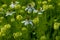 Closeup top shoot of off white-tinged nigella sativa flowers plant