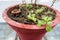 A Closeup top shot of basil plant also called Tulsi plant in a red mud pot in an Indian Household. This plant is considered holy