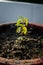 A Closeup top shot of basil plant also called Tulsi plant in a red mud pot in an Indian Household. This plant is considered holy