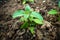 A Closeup top shot of basil plant emerging from soil also called Tulsi plant leaves. New flowers and seeds emerging This plant is