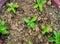 A Closeup top shot of basil plant emerging from soil also called Tulsi plant leaves. New flowers and seeds emerging This plant is