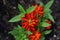 Closeup top view of a beautiful dark orange Peruvian zinnia with a blurred background