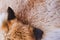 Closeup top view of fluffy texture of colorful real fox animal fur