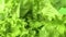 Closeup top view fresh lush vitamin greenery lettuce leaves harvest edible plant with water drops