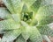 Closeup top view of a gasteria succulent plant, Xanthorrhoeaceae family
