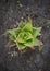 Closeup and Top View of a green and red cactus spined succulent flower with dark ground