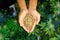 Closeup top view hand holding a gratifying heap of cannabis hemp seeds.