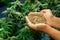 Closeup top view hand holding a gratifying heap of cannabis hemp seeds.