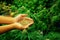 Closeup top view hands holding a gratifying heap of cannabis hemp seeds.