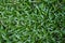 Closeup top view of lush green malaysian grass lawn background