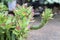 Closeup top view The Monadenium Euphorbia ritchiei Euphorbia guentheri cactus in clay pot, selective focus