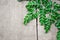 Closeup top view moringa leaves branch on wood background, herb and medical concept