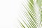 Closeup top view palm leaf white background with copy space for text or banner