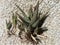 Closeup top view of a Pink Blush Aloe succulent plant with pups and bare roots