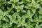 Closeup top view shot of catnip plant leaves