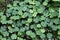 Closeup top view shot of wood sorrel plants after rain