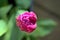 Closeup top view of single pink super hydrophobic spring garden tulip petals with water drops of morning dew, Dublin