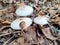 closeup,top view Snail on white mushroom in rainy season