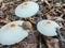 closeup,top view Snail on white mushroom in rainy season